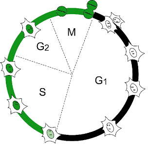 Schematic of the cell cycle specific fluorescence of Fucci-S/G<sub>2</sub>/M Green